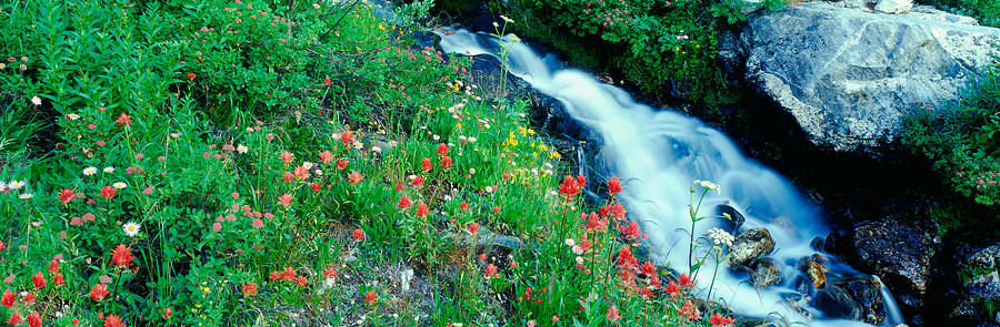 Grand Teton National Park Photograph - Wildflowers Near A Stream, Grand Teton by Panoramic Images