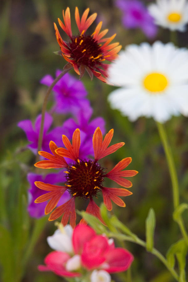 Wildflowers of Texas Photograph by Eggers Photography