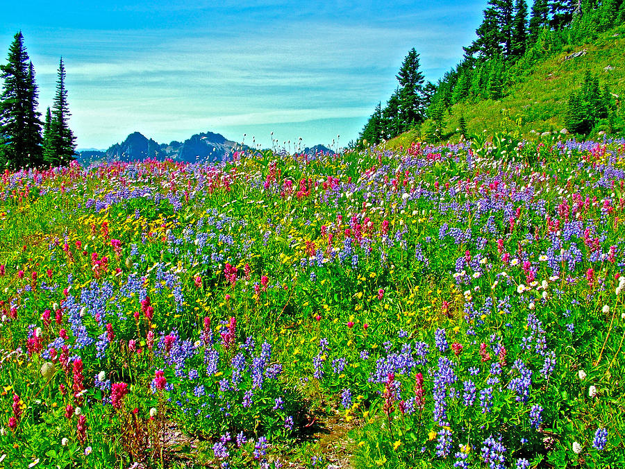 Wildflowers On Alta Vista Trail In Mount Rainier National Park ...