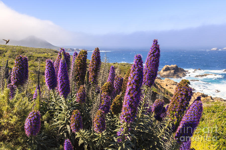 Wildflowers on Big Sur coast Photograph by Ken Brown