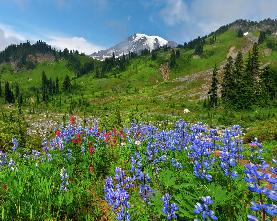 Wildflowers On Meadows Photograph by Tom Norring - Fine Art America