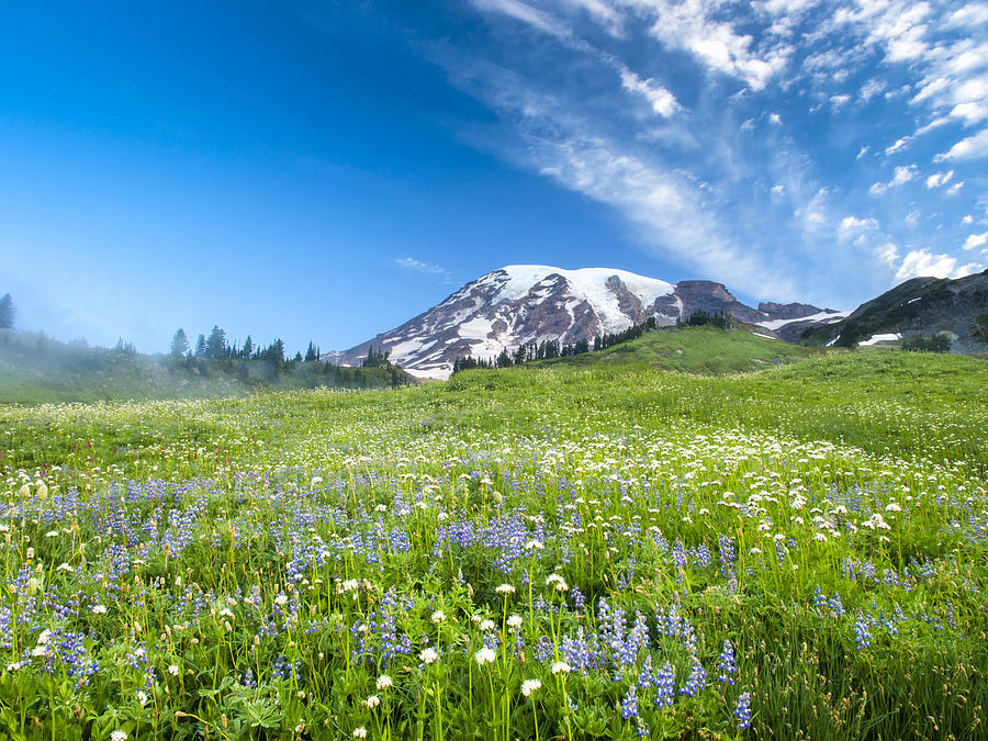 Wildflowers on Mt. Rainier Photograph by Kyle Wasielewski