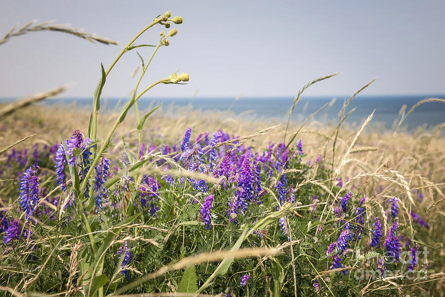 Wildflowers on Prince Edward Island Photograph by Elena Elisseeva