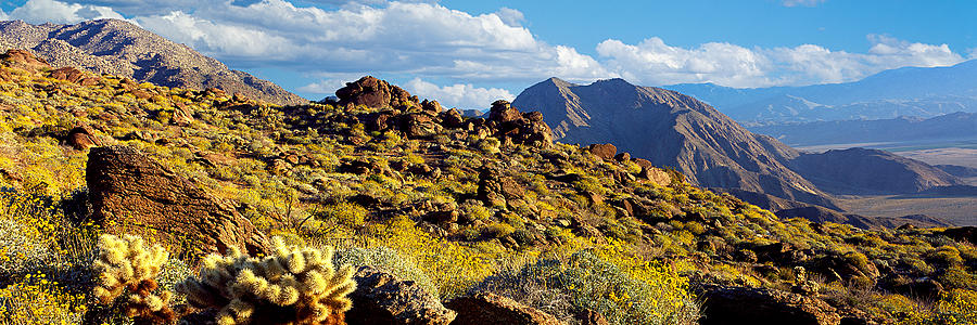 Wildflowers On Rocks, Anza Borrego Photograph by Panoramic Images