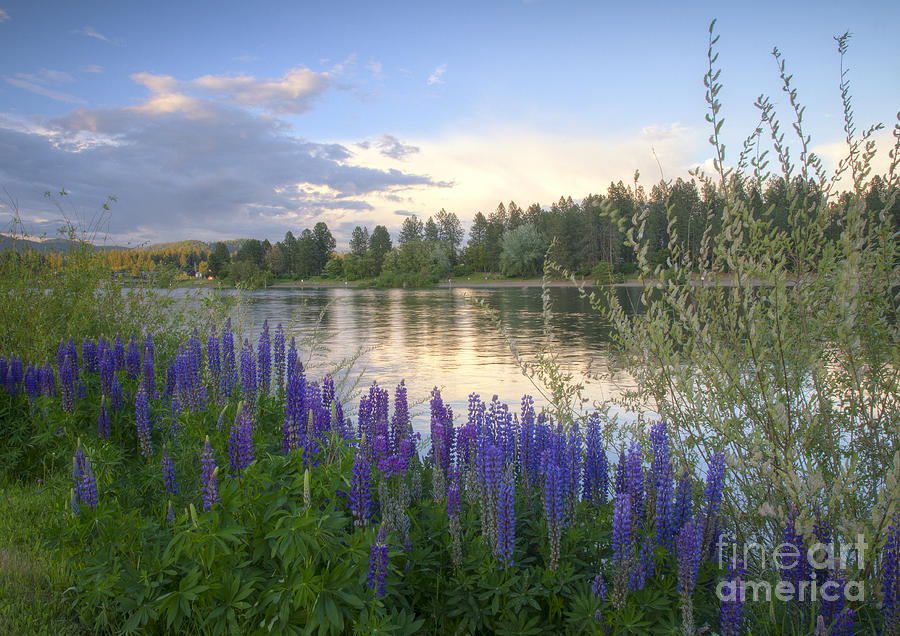 Wildflowers on the River Photograph by Idaho Scenic Images Linda Lantzy