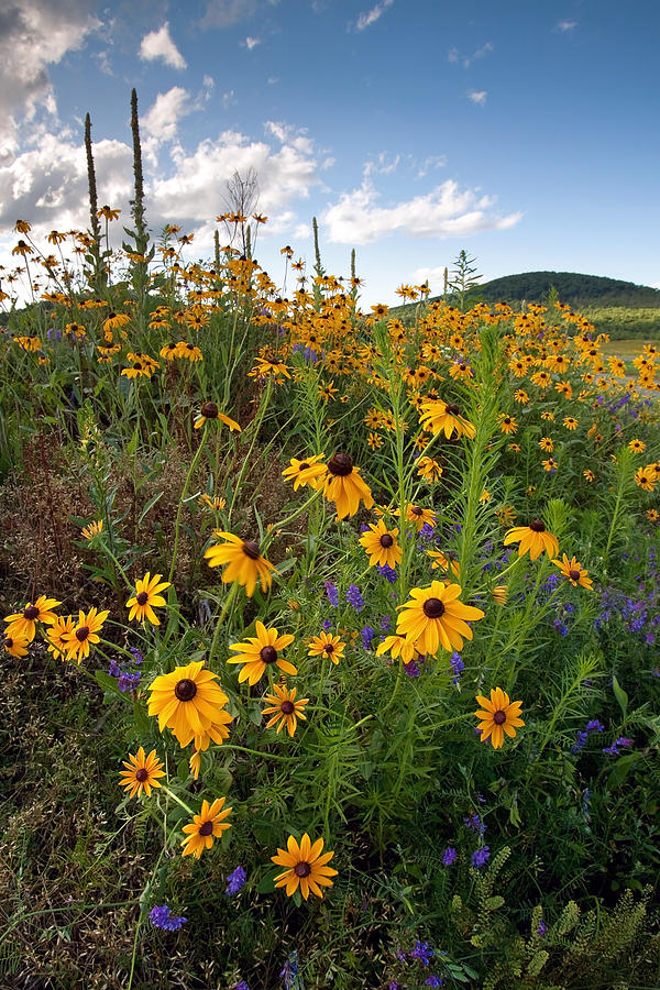Wildflowers  Photograph by Patrick Downey