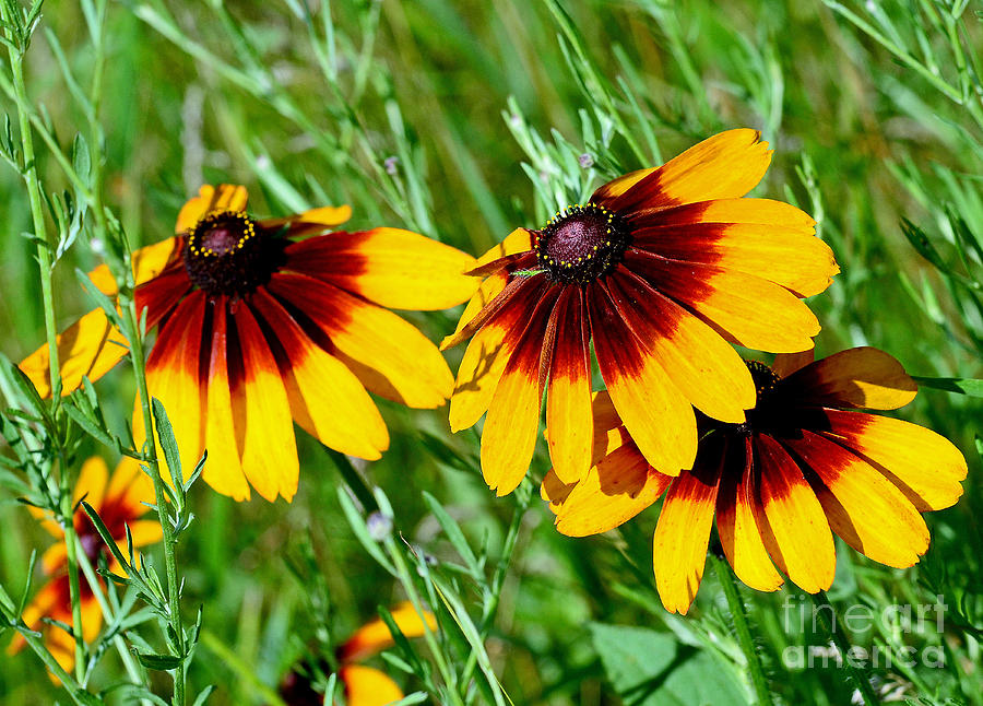 Wildflowers Photograph by Rodney Campbell