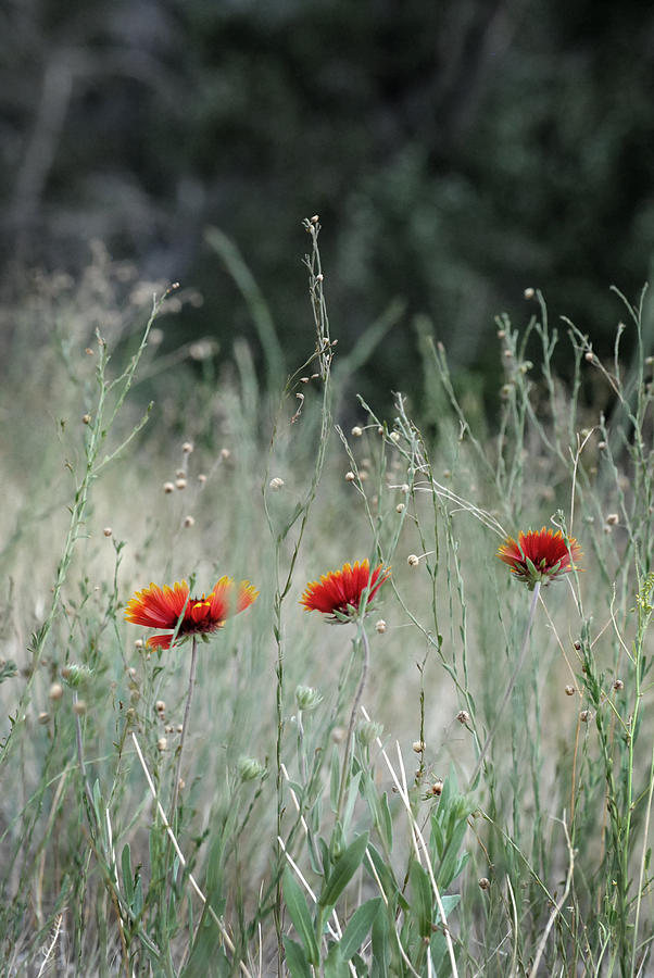Flower Photograph - Wildflowers by Stephanie Thomson