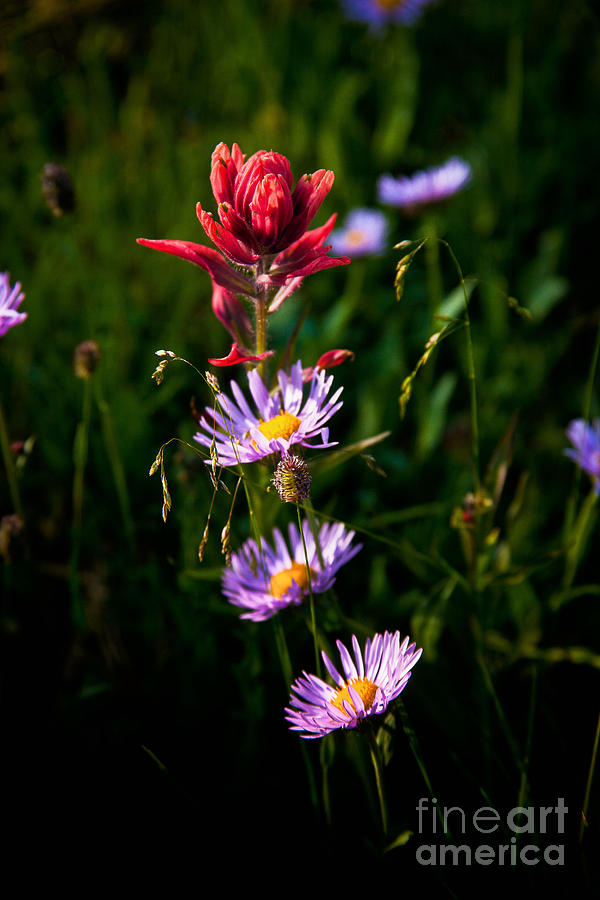 Wildflowers Photograph by Steven Reed