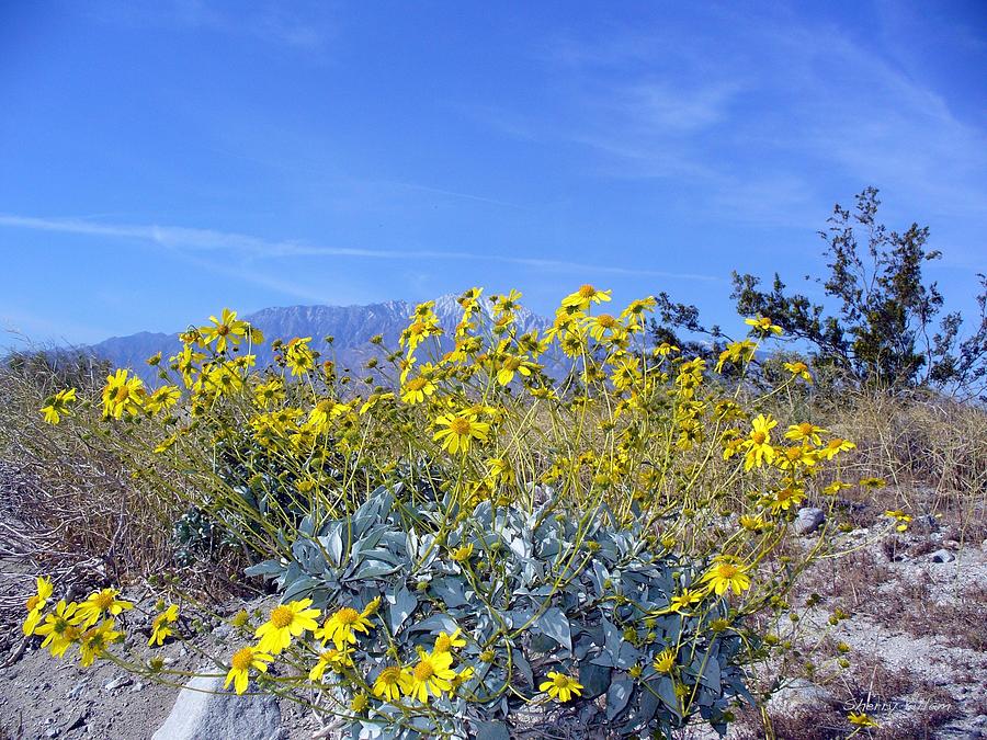 Wildflowers Surround Datura Inoxia Photograph by Sherry Killam