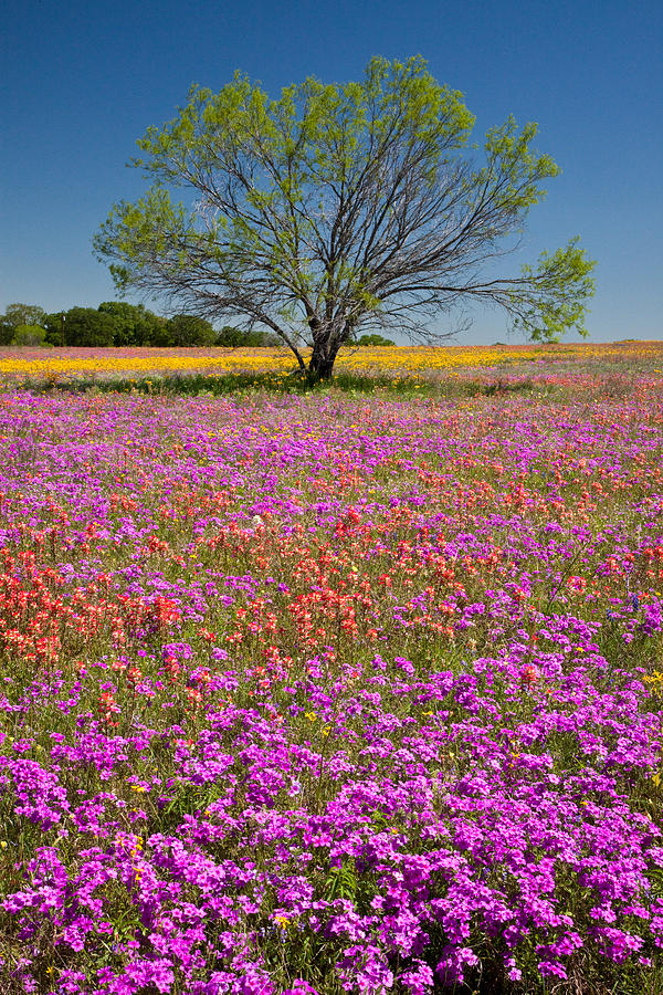 Wildflowers Surrounding Tree Photograph by Eggers Photography