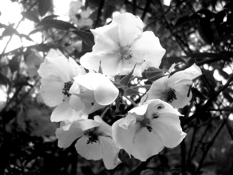 Black And White Photograph - Wildflowers by Trav Shadows