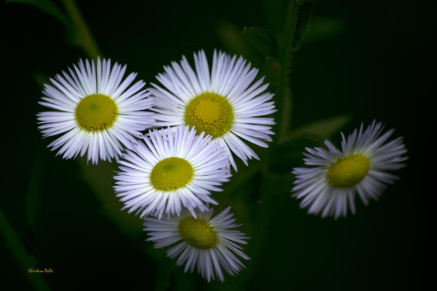 Wildflowers White Fleabane Photograph by Christina Rollo