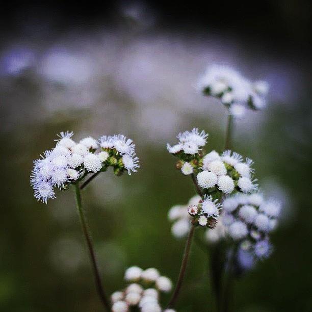 Nature Photograph - Wildflowers #wildflowers #wildflower by Lana Houlihan