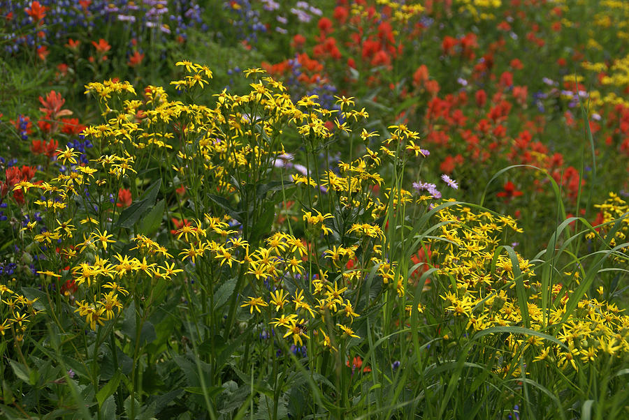 Wildflowers Yellow Photograph by Robert Lozen