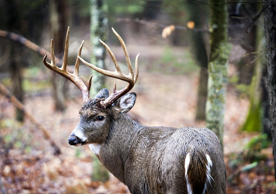 Wildlife 3 Photograph by Terry Spencer - Fine Art America