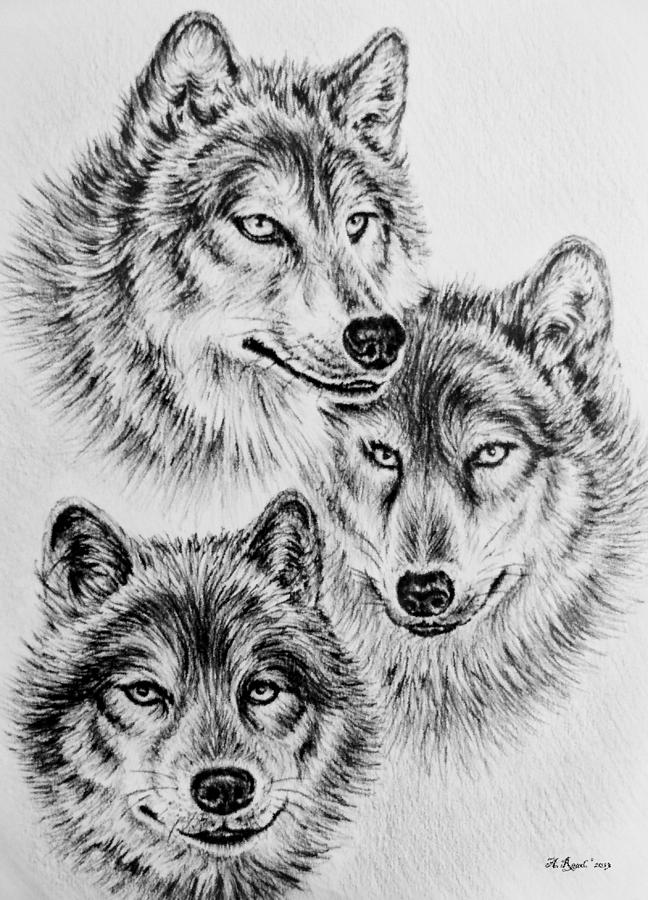 white wolf drawing