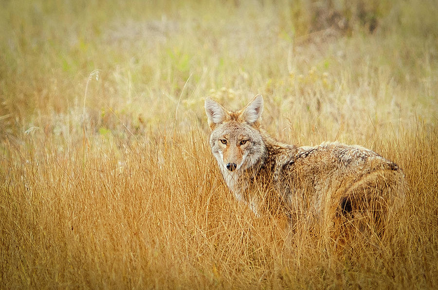Wildlife Coyote Animal Hunting In Field Photograph by John Bielick Photography