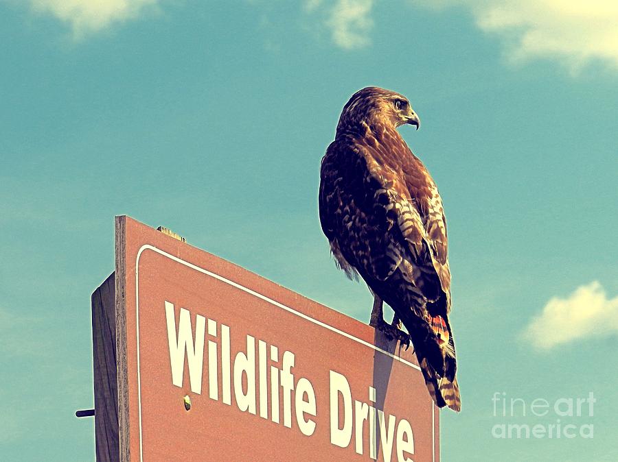 Wildlife Drive Greeter Photograph by Sharon Woerner