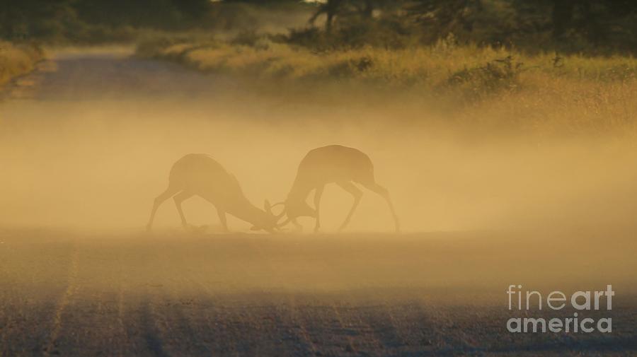 Wildlife Fight And Sunset Dust Photograph