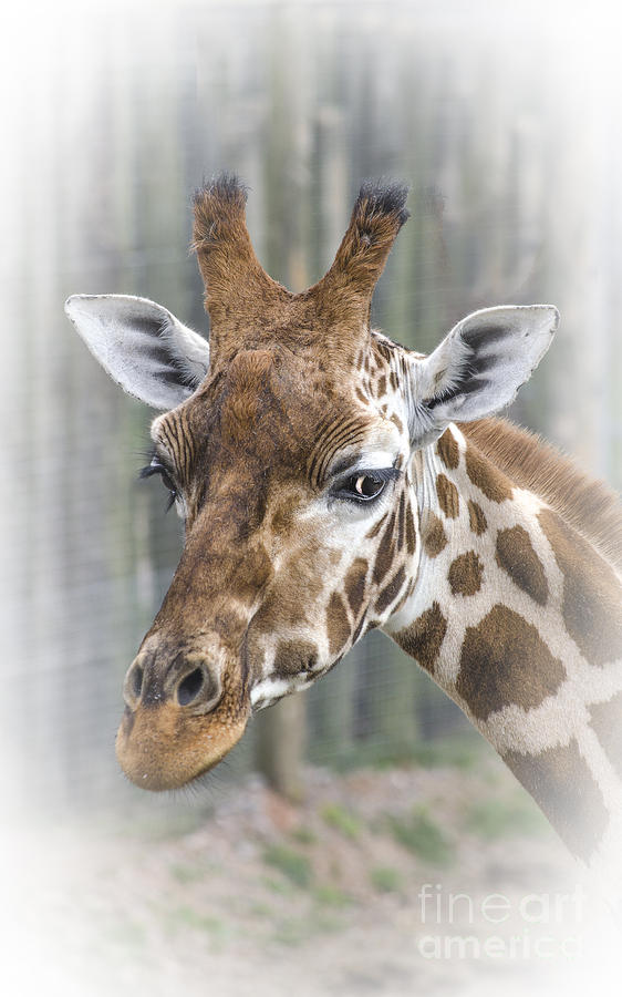 Wildlife Giraffe  Photograph by Linsey Williams