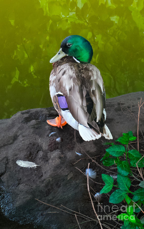 Duck Photograph - Wildlife In Central Park by Charlie Cliques
