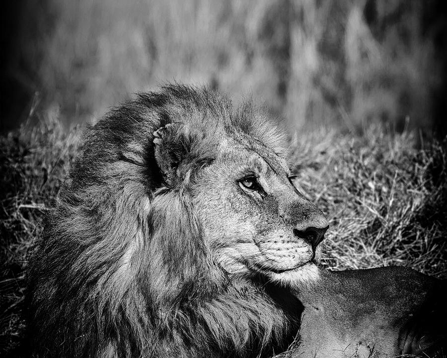 Wildlife Lion Photograph by Gigi Ebert