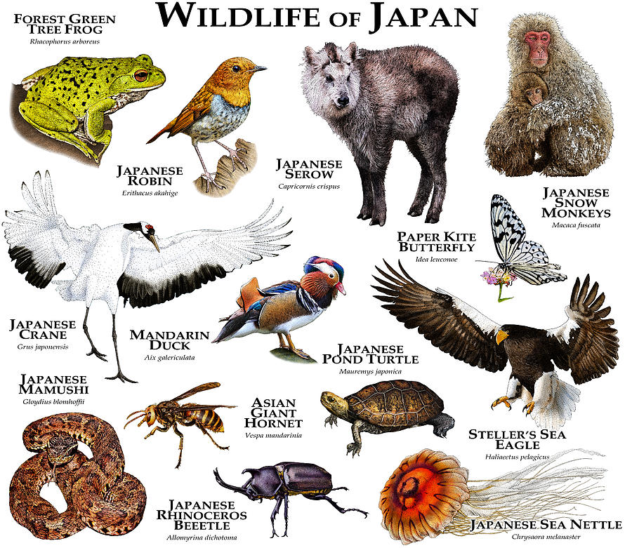 Wildlife Of Japan Photograph by Roger Hall - Pixels