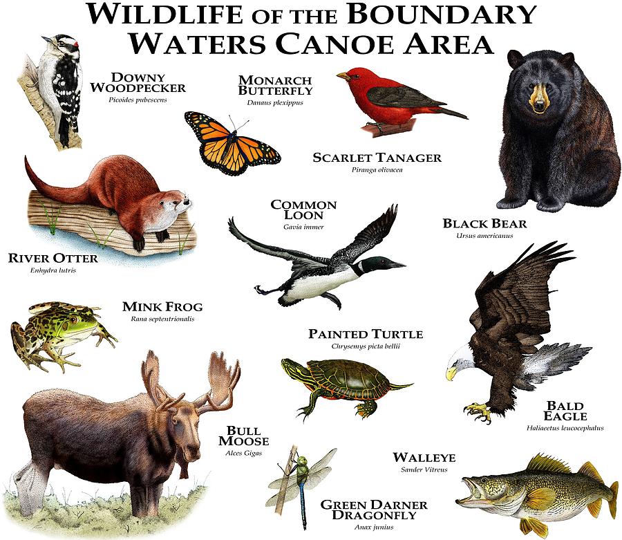 Wildlife Of The Boundary Waters Canoe Photograph by Roger Hall