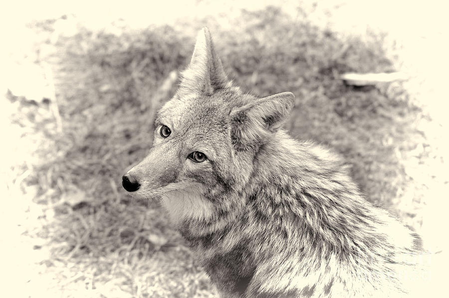 Wildlife Park-Coyote Photograph by Wendy Elliott