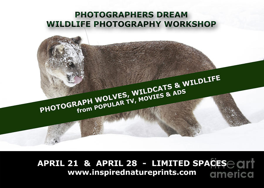 Wolves Photograph - Wildlife Photography Workshop by Inspired Nature Photography Fine Art Photography
