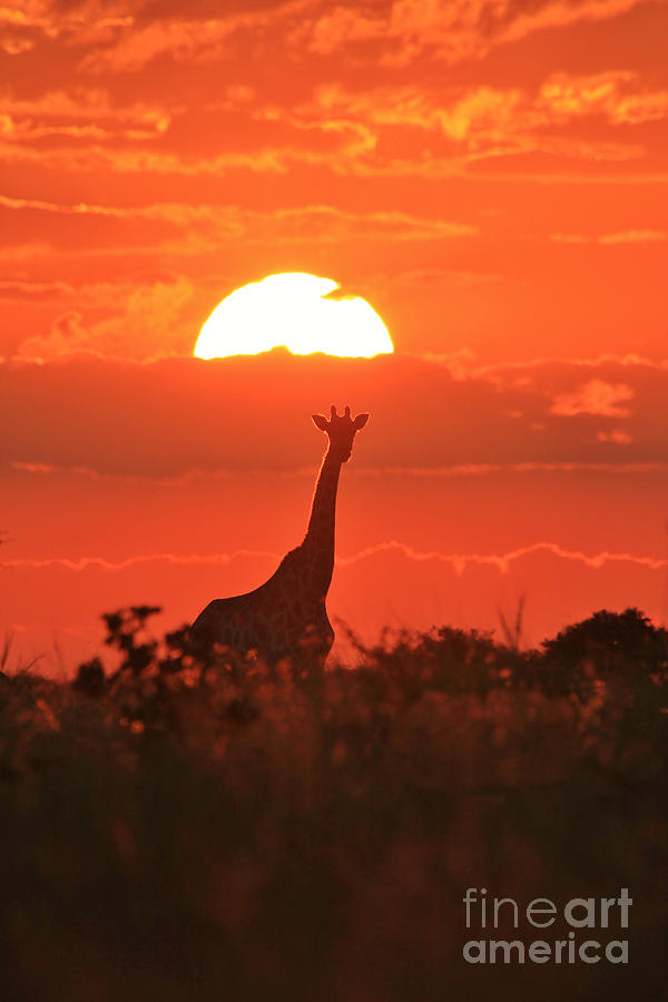 Wildlife Wonder And Gorgeous Giraffe Photograph