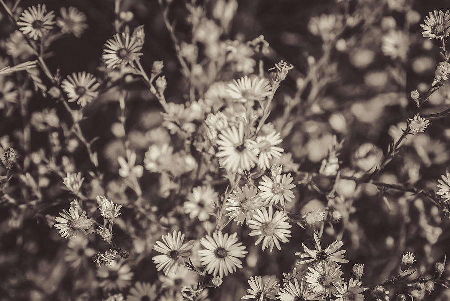 Daisy Photograph - Wildly Unified by Dawdy Imagery