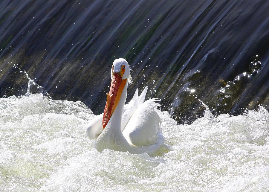 Wildwater White Pelican Photograph by Carol Groenen