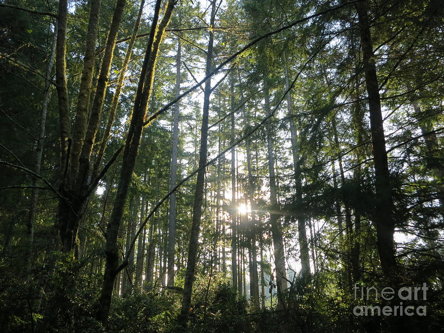 Wildwood in Washington State  Photograph by Tatyana Searcy