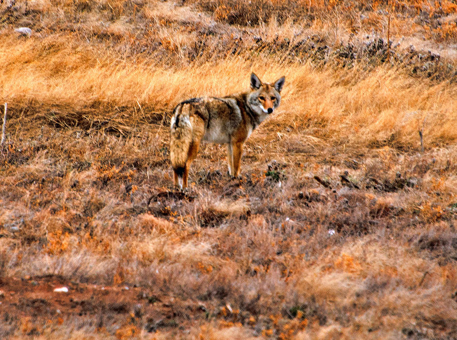Wiley Coyote Photograph by Jerry Cahill