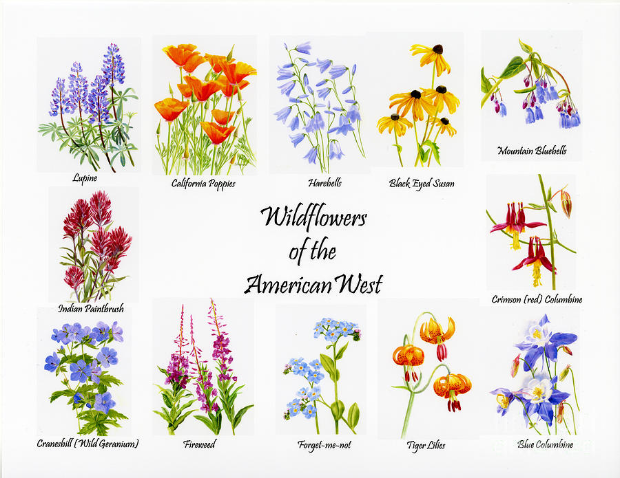 Collage Painting - Wilflowers of the American West by Sharon Freeman