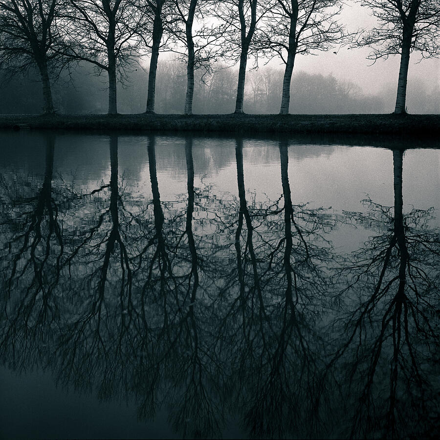Tree Photograph - Wilhelminapark by Dave Bowman