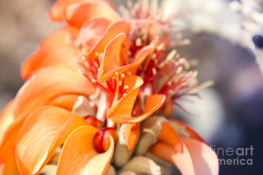 Wiliwili - Erythrina sandwicensis - Kahikinui Maui Hawaii Photograph by Sharon Mau