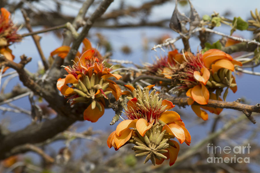 Wiliwili Flowers - Erythrina sandwicensis - Kahikinui Maui Hawaii Photograph by Sharon Mau