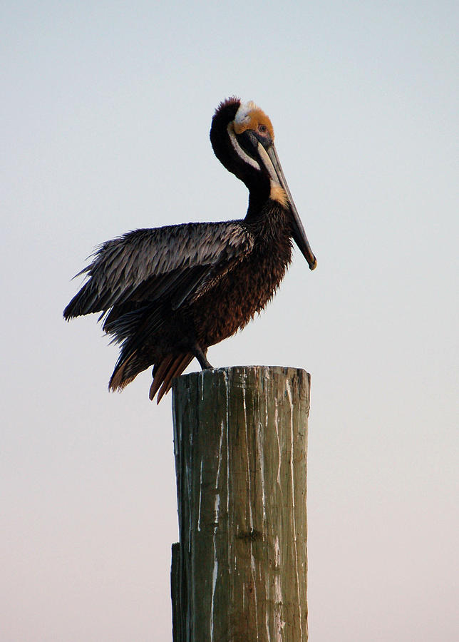 Pelican Photograph - Will This Pose Do by Suzanne Gaff