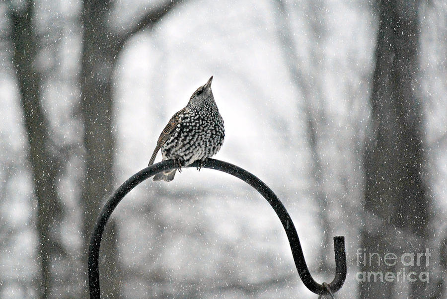 Will this snow ever stop Starling Photograph by Lila Fisher-Wenzel