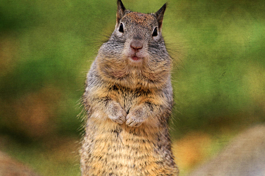 Squirrel Photograph - Will Work For Peanuts by Donna Kennedy