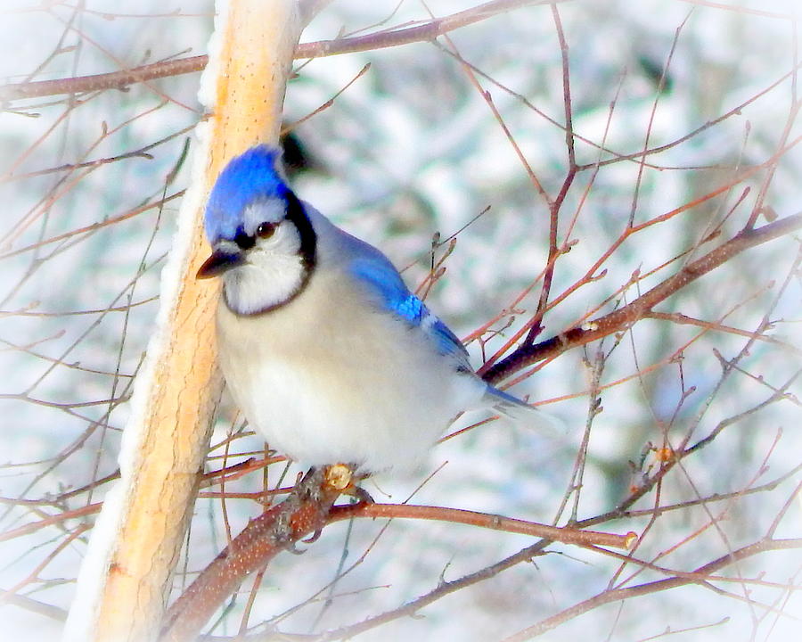 Blue Jay Photograph - Will Work For Peanuts by Karen Cook