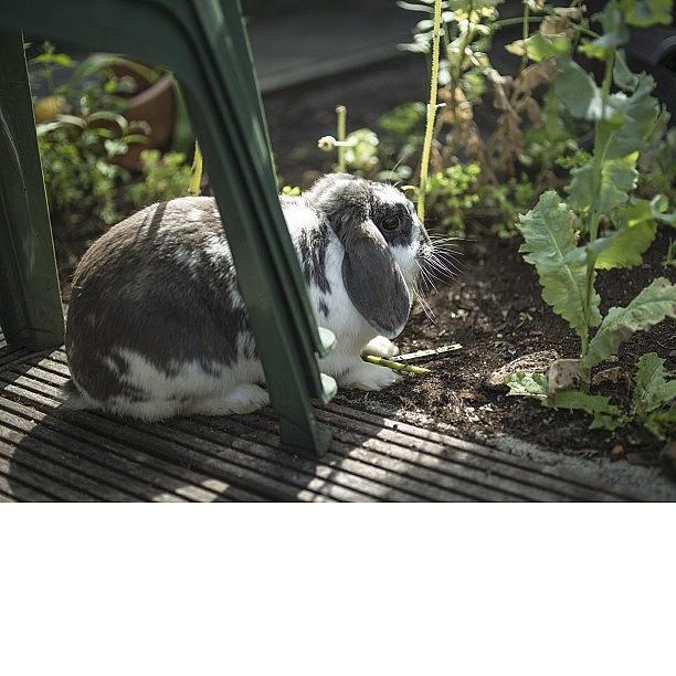 Rabbit Photograph - Will You Plant More #sunflowers For Us by Andy Kleinmoedig
