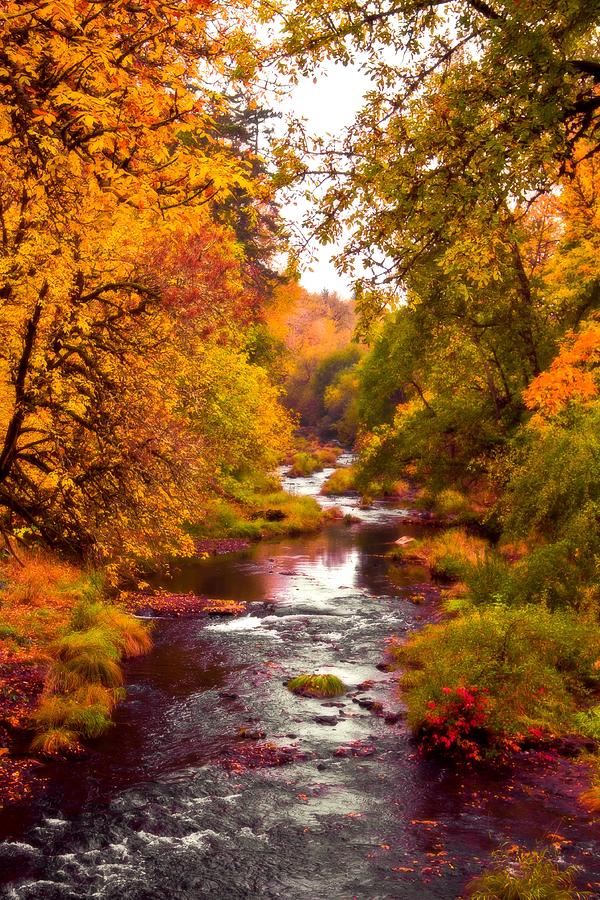 Willamina Creek Photograph by Lorri Maynard Fine Art America