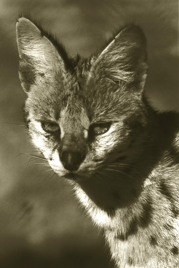 Willd Cat Photograph by Amarildo Correa