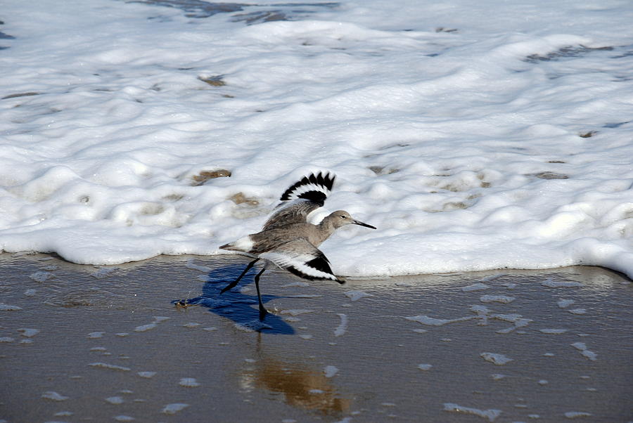 Willet 001 Photograph by Larry Ward
