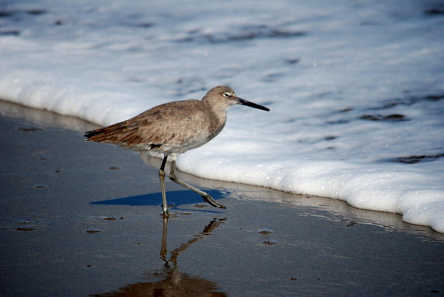 Willet 002 Photograph by Larry Ward