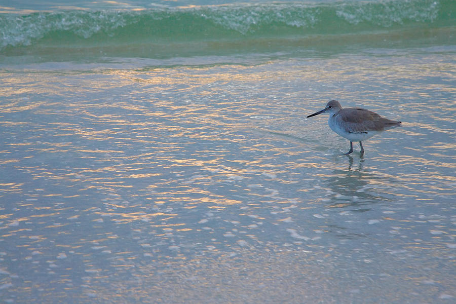 Willet At Dusk Photograph by Steven Ainsworth